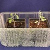 Grafted plants inside salad container.