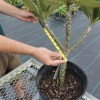 Someone measuring a plumeria branch to cut and propagate.