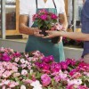 Someone buying pink flowers.