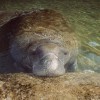 The Florida manatee