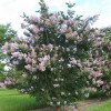 ‘Apalachee’ crapemyrtle in full bloom.