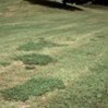 Old world diamond-flower patches in grass.