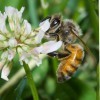 The western honey bee, Apis mellifera, collecting nectar from a flower.