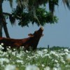 A cow reaching for foliage in a pasture of poppies. UF/IFAS Photo: Eric Zamora