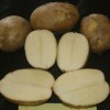 Typical tuber set and internal flesh color of ‘Elkton’