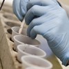 Gloved hands working with a row of cups holding soil samples