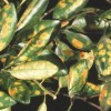 Molybdenum deficiency—Large interveinal chlorotic spots on the leaves of a citrus tree.