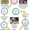 Diagram of Pest mole cricket management: observe damage, collect samples, identify specimens, establish a damage threshold, select management options, and develop a long-term IPM program.