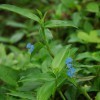 Spreading dayflower.