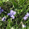Violet in grass