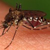 Bloodfeeding female Aedes taeniorhynchus.