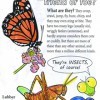 Insects: Friend or Foe? Color and Learn! coloring book