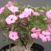 A light pink flowering form of Adenium swazicum in a 10-inch pot.