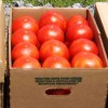 Cardboard box full of tomatoes