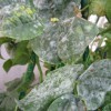 Development of powdery mildew on pole bean plants without full sunlight.