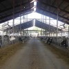 Dairy cows at the UF/IFAS Dairy Unit
