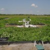 The drainage lysimeter for the watermelon crop water-use experiment