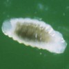 Second or third instar larva of Trichopria columbiana (Ashmead)