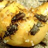 Adults of the hydrilla tuber weevil, Bagous affinis, feeding on a tuber of Hydrilla verticillata.