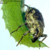 Adult of the hydrilla stem weevil, Bagous hydrillae, on a leaf