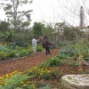 Vegetable and Dooryard Fruit Garden in Palm Beach County