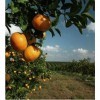 Orange tree and landscape