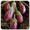 Listada de Gandia Heirloom eggplant