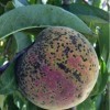 Peach scab lesions on ripening fruit.