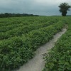 Rows of peanut crops
