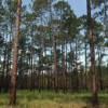 Florida forest