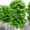 Lettuce grown in a vertical hydroponic system