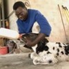 A man bottle feeding a dairy calf