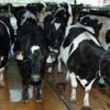 Dairy cows waiting patiently in line to give milk at the UF/IFAS Dairy Research Unit in Hague