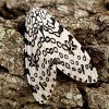 Giant leopard moth, Hypercompe scribonia (Stoll 1790).