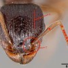 Pavement ant head