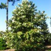 Mexican Sycamore (Platanus mexicana)