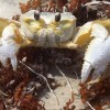 Photo of a crab