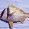 Adult porkfish.