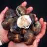 A handful of clams