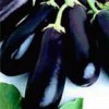 Classic eggplants