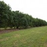 Avocado orchard