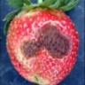 Anthracnose lesions on a ripe strawberry