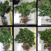 Whole plant samples of FL 1867 during the 2012 growing season at 41 DAP (A), 48 DAP (B), 54 DAP (C), 61 DAP (D), 75 DAP (E), and 90 DAP (F).