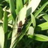 Leptoglossus phyllopus en un olivo localizado en el Condado de Marion, Florida