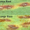 Brown and orange rust pustules