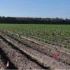 Overview of a commercial evaluation site of ‘Elkton’ and ‘Atlantic’ at a grower’s field in Hastings, Florida during spring, 2011. The flagged potato rows were planted with ‘Elkton’; the other rows were planted with 'Atlantic.'