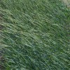 A row of rye grass in a field of crops in North Florida.