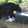 A Florida black bear searching for food in a trash bin