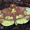 Imperial moth, Eacles imperialis (Drury).