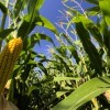 Closeup of corn crop